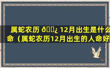 属蛇农历 🌿 12月出生是什么命（属蛇农历12月出生的人命好 🦁 不好）